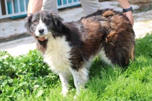 Benjo - ruhig u. sehr liebenswert