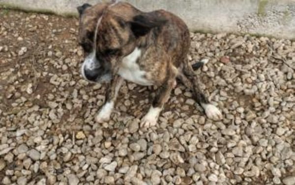 Held Bärti Handicap