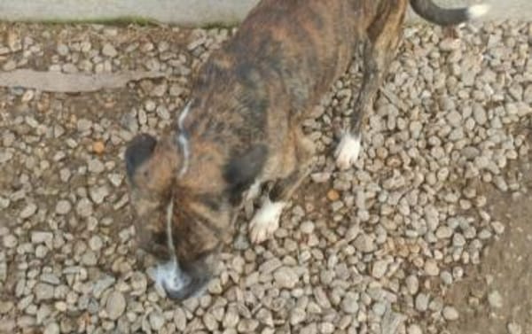 Held Bärti Handicap