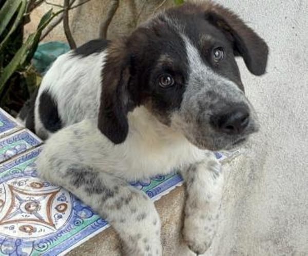 Sergio in der Tierherberge Donzdorf