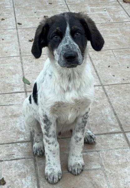 Sergio in der Tierherberge Donzdorf