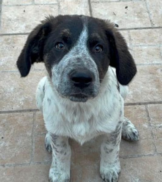 Sergio in der Tierherberge Donzdorf