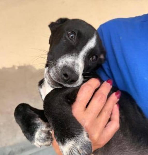 Seby, im Tierheim Schwandorf