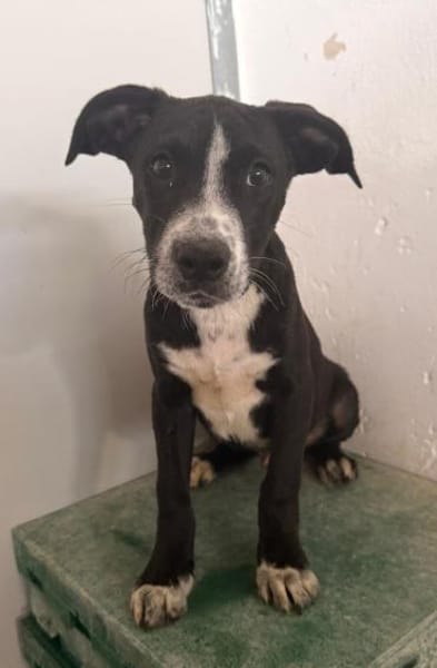 Seby, im Tierheim Schwandorf