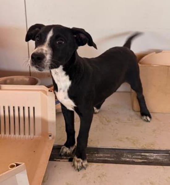 Seby, im Tierheim Schwandorf