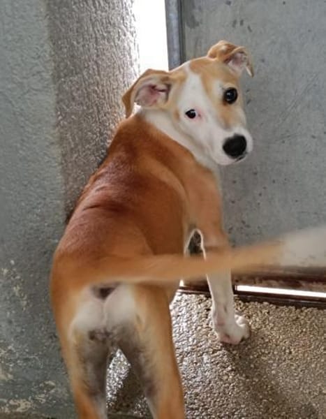 Ginevra im Tierheim Schwandorf