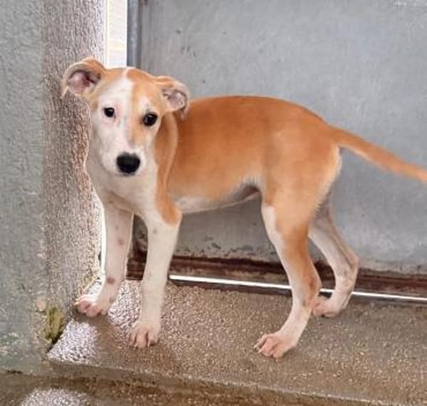 Ginevra im Tierheim Schwandorf