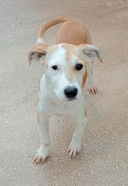 Ginevra im Tierheim Schwandorf