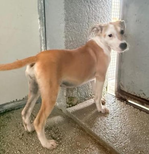 Ginevra im Tierheim Schwandorf