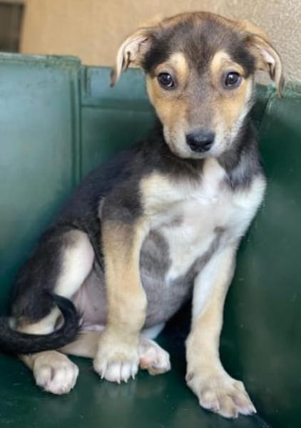 Daphne, geb. ca. 07/2025, 87763 Lautrach