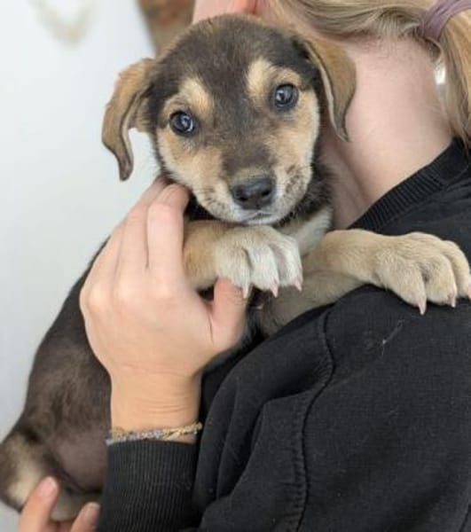 Daphne, geb. ca. 07/2025, 87763 Lautrach