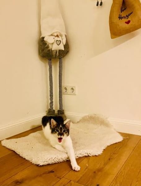 🐱❤Tarzan sucht sein Zuhause🐱❤