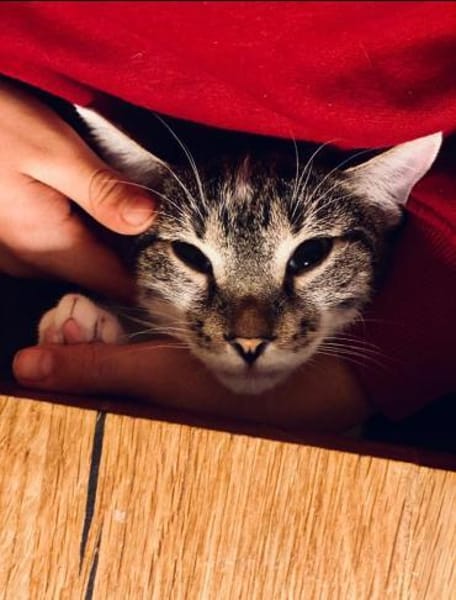 🐱❤Tarzan sucht sein Zuhause🐱❤