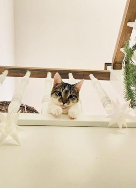 🐱❤Tarzan sucht sein Zuhause🐱❤