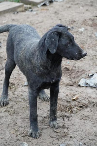 Dreckspatz Caspar unser feiner Kerl