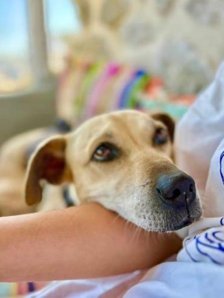 Arleta, verschmuste Hündin, 7J 76532