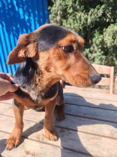 Nolang, schüchterner Herzenshund, ca. 1