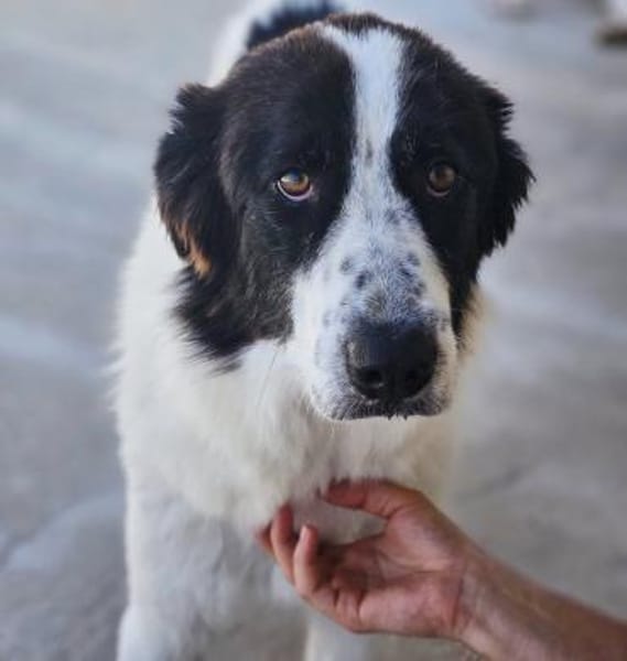 Almar auf Pflegestelle in Hessen