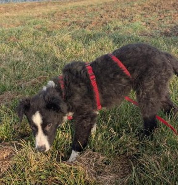 Welpenhündin Onnea sucht ihre Familie