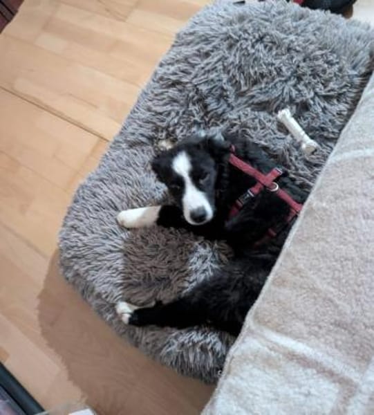 Welpenhündin Onnea sucht ihre Familie