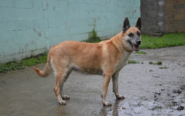 LUCKY dit VICKY CHAO