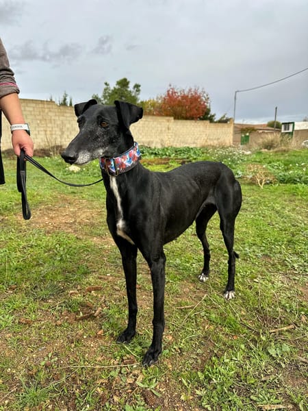 AFRICANA  (Animalea)