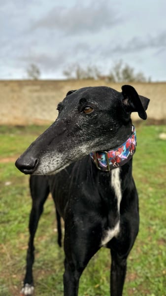 AFRICANA  (Animalea)