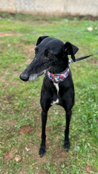 AFRICANA  (Animalea)