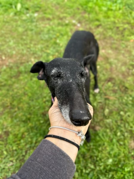 AFRICANA  (Animalea)