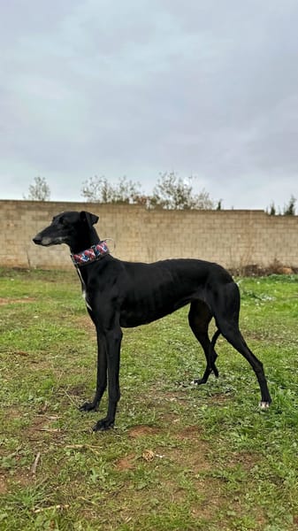 AFRICANA  (Animalea)