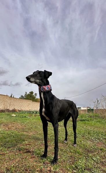 AFRICANA  (Animalea)