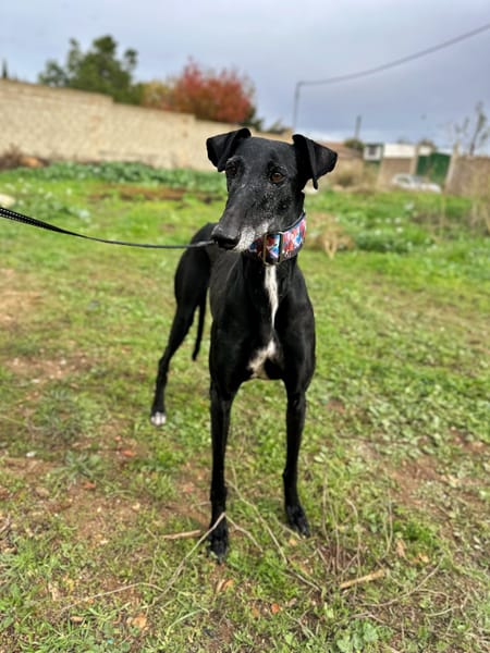 AFRICANA  (Animalea)