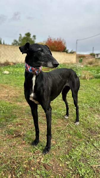 AFRICANA  (Animalea)