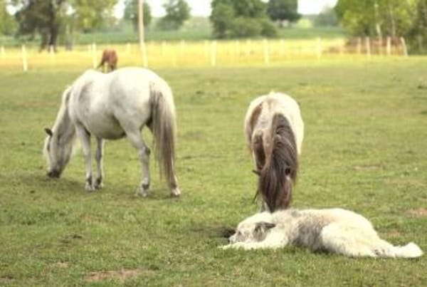 BARNEY sucht SEIN Zuhause!