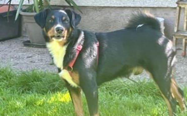 Amadeus ein kleinerer  Appenzeller