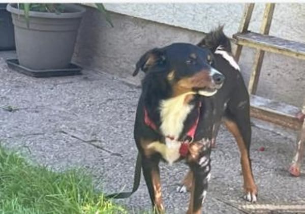 Amadeus ein kleinerer  Appenzeller