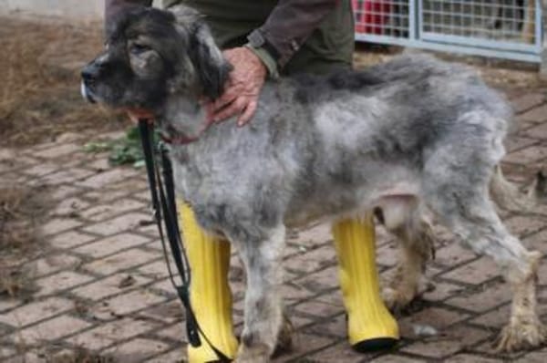 Bo - verschmust u. zutraulich