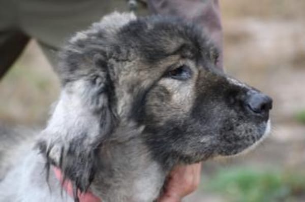 Bo - verschmust u. zutraulich