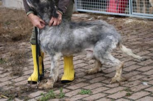 Bo - verschmust u. zutraulich