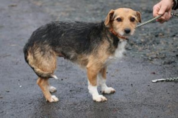 Ranie - zutraulich u. sehr liebenswert