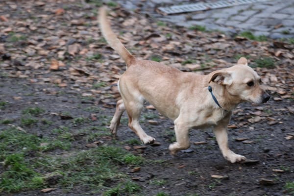 Kiani - verschmust u. sehr lieb