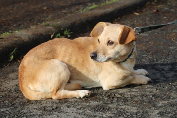 Kiani - verschmust u. sehr lieb