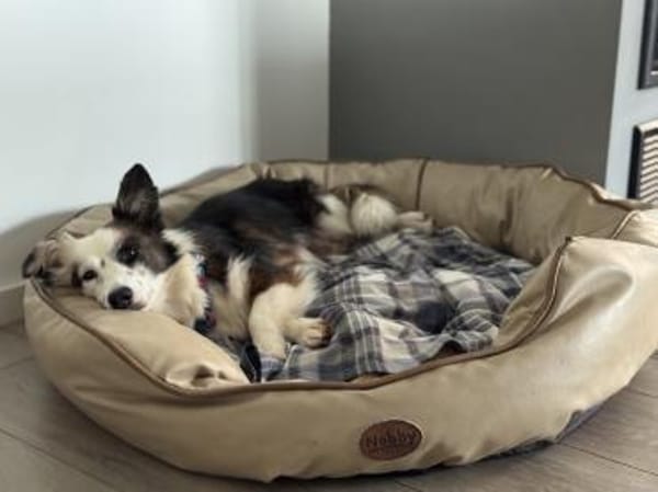 Zita, Mini Sheltie mischling