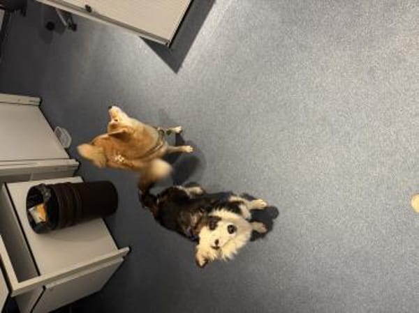 Zita, Mini Sheltie mischling