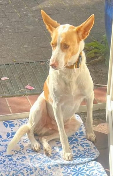 Teddy3 sucht ein Zuhause