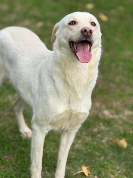 PAMUK wurde im Stich gelassen