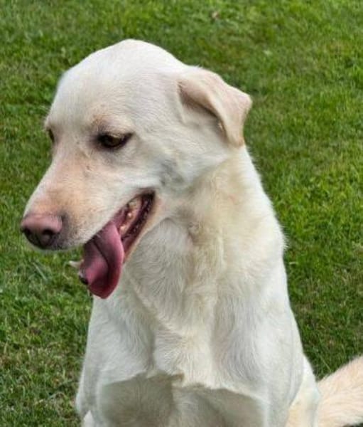 PAMUK wurde im Stich gelassen