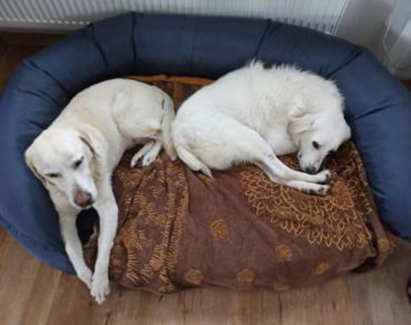 Johan wartet in seiner Pflegestelle