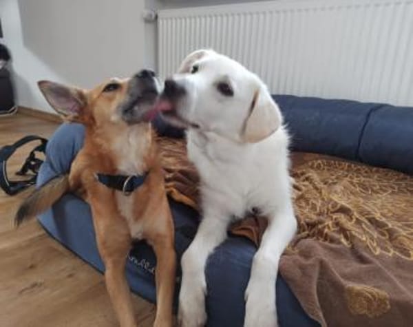 Johan wartet in seiner Pflegestelle