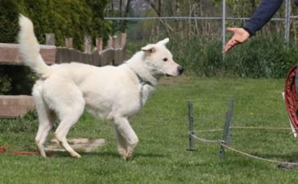 Salix wartet schon so lange